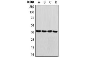 Western blot analysis of GDF1 expression in U87MG (A), HeLa (B), Raw264. (GDF1 anticorps  (Center))
