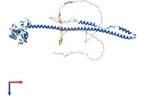 AlphaFold protein structure predicition of Mouse Recombinant Trim8 Protein, UniprotID Q99PJ2