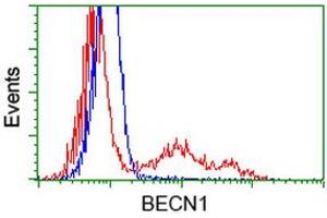 HEK293T cells transfected with either RC201629 overexpress plasmid (Red) or empty vector control plasmid (Blue) were immunostained by anti-BECN1 antibody (ABIN2454376), and then analyzed by flow cytometry. (Beclin 1 anticorps)
