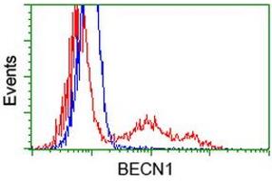 HEK293T cells transfected with either RC201629 overexpress plasmid (Red) or empty vector control plasmid (Blue) were immunostained by anti-BECN1 antibody (ABIN2454376), and then analyzed by flow cytometry. (Beclin 1 anticorps)