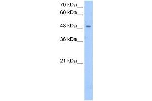 SSB antibody used at 2. (SSB anticorps)