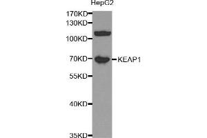 Western blot analysis of extracts of HepG2 cell lines, using KEAP1 antibody.