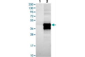 Western blot analysis of Lane 1: Negative control (vector only transfected HEK293T lysate), Lane 2: Over-expression Lysate (Co-expressed with a C-terminal myc-DDK tag (~3. (HARBI1 anticorps)