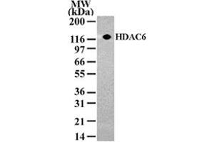 Western blot analysis of HDAC6 in NIH/3T3 cell lysate with HDAC6 polyclonal antibody  . (HDAC6 anticorps  (AA 1-16))