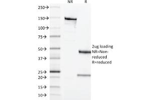 SDS-PAGE Analysis Purified CD68 Mouse Monoclonal Antibody (LAMP4/1830). (CD68 anticorps  (AA 150-301))