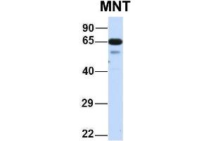 Host:  Rabbit  Target Name:  MNT  Sample Type:  Human Fetal Lung  Antibody Dilution:  1. (MNT anticorps  (N-Term))