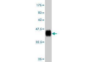 Western Blot detection against Immunogen (36. (RPL36A anticorps  (AA 7-106))