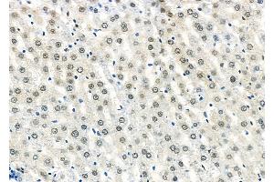 ABIN6261355 and ABIN6273229 at 1/100 staining Rat liver tissue by IHC-P.