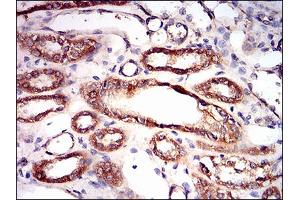 Immunohistochemical analysis of paraffin-embedded kidney tissues using PRKAG1 mouse mAb with DAB staining.