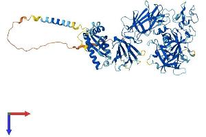 AlphaFold protein structure predicition of Human Recombinant TMPRSS6 Protein, UniprotID Q8IU80