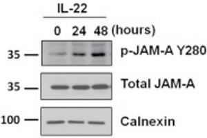 Western Blot of Rabbit Anti-JAM-A pY280 antibody with IL-22.