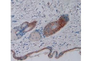 Used in DAB staining on fromalin fixed paraffin- embedded skin tissue