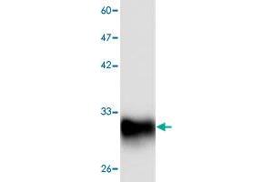 Western blot analysis of HEK293 whole cell lystae with NP monoclonal antibody, clone 11  at 1:1000 dilution. (PNP anticorps  (AA 68-289))