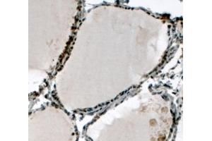 ABIN184782 (4µg/ml) staining of paraffin embedded Human Thyroid Gland. (ELF5 anticorps  (C-Term))