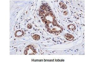 Immunohistochemistry (IHC) image for anti-Cathepsin D (CTSD) (AA 21-412) antibody (ABIN317502) (Cathepsin D anticorps  (AA 21-412))