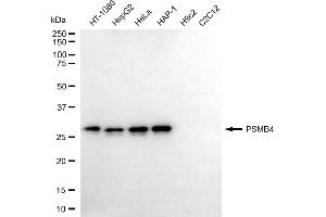 Western blotting analysis using PSMB4 antibody (ABIN7799952).