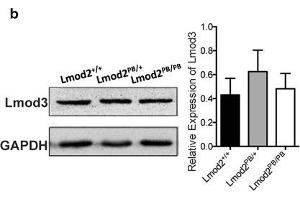 Tmod1 and Lmod3 Expression in Lmod2 mutant mice. (GAPDH anticorps  (AA 1-335))