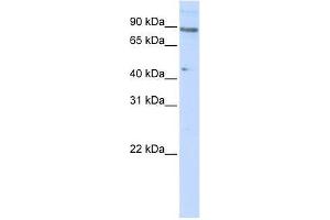 ZNF280C antibody used at 0.