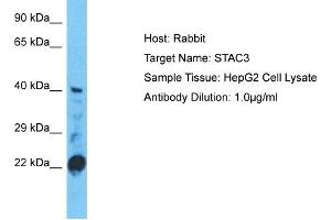 Host: Rabbit Target Name: STAC3 Sample Type: HepG2 Whole Cell lysates Antibody Dilution: 1. (STAC3 anticorps  (C-Term))