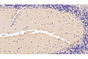 Detection of BDNF in Rat Cerebellum Tissue using Polyclonal Antibody to Brain Derived Neurotrophic Factor (BDNF) (BDNF anticorps  (AA 20-252))