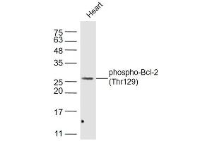 Mouse heart lysates probed with Phospho-Bcl-2 (Thr129) Polyclonal Antibody, Unconjugated  at 1:300 dilution and 4˚C overnight incubation.