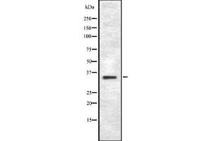 Western blot analysis of TAS2R43 using RAW264.