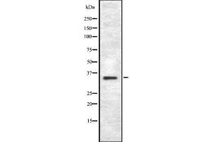 Western blot analysis of TAS2R43 using RAW264. (TAS2R43 anticorps)