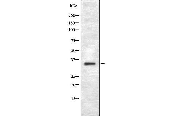 TAS2R43 anticorps