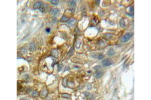 Used in DAB staining on fromalin fixed paraffin-embedded lung tissue (CD93 anticorps  (AA 82-369))