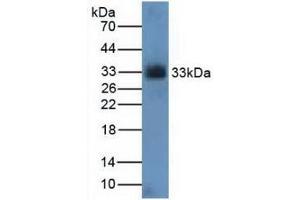 Western blot analysis of Rat Kidney Tissue. (CDK4 anticorps  (AA 6-295))