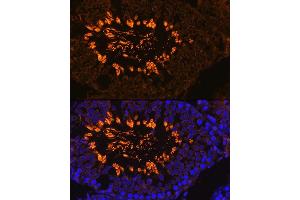 Immunofluorescence analysis of Rat testis using  antibody (ABIN7265353) at dilution of 1:100.