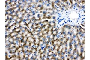 IHC testing of FFPE rat liver with Catalase antibody. (Catalase anticorps)