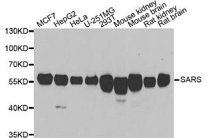 Western blot analysis of extracts of various cell lines, using SARS antibody (ABIN5974071) at 1/1000 dilution. (Seryl-tRNA Synthetase (SARS) anticorps)