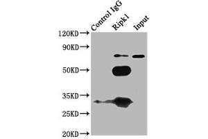 Immunoprecipitating Ripk1 in K562 whole cell lysate Lane 1: Rabbit control IgG (1? (RIPK1 anticorps  (AA 1-656))