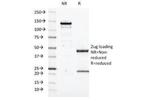 SDS-PAGE Analysis of Purified, BSA-Free Transglutaminase 2 Antibody (clone TGM2/419). (Transglutaminase 2 anticorps)
