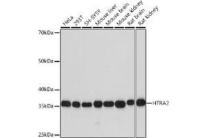Western blot analysis of extracts of various cell lines, using HTR Rabbit mAb (ABIN7267788) at 1:1000 dilution. (HTRA2 anticorps)