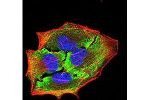 Immunofluorescence analysis of Hela cells using APBA2 mouse mAb (green). (APBA2 anticorps  (AA 15-158))