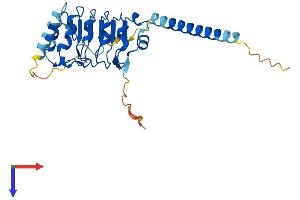 AlphaFold protein structure predicition of Mouse Recombinant Lrrc61 Protein, UniprotID Q8R2R5