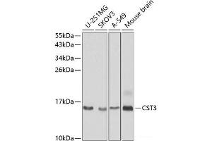Western blot analysis of extracts of various cell lines using CST3 Polyclonal Antibody at dilution of 1:1000. (CST3 anticorps)