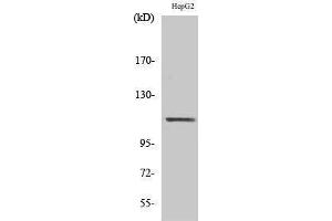 Western Blotting (WB) image for anti-Signal Transducer and Activator of Transcription 2, 113kDa (STAT2) (Tyr1221), (Tyr1222) antibody (ABIN3187080) (STAT2 anticorps  (Tyr1221, Tyr1222))
