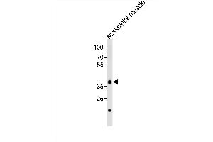 Western blot analysis of lysate from mouse skeletal muscle tissue, using Dbx1 Antibody (C-term) (ABIN6243427 and ABIN6577688). (DBX1 anticorps  (C-Term))