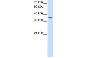 ACTR2 antibody used at 2. (ACTR2 anticorps)
