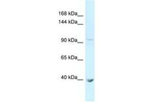 Image no. 1 for anti-Protocadherin alpha 11 (PCDHA11) (AA 171-220) antibody (ABIN6747981) (PCDHA11 anticorps  (AA 171-220))