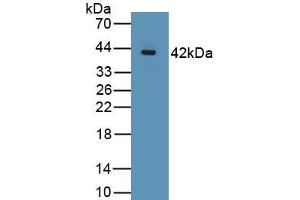 Detection of Recombinant MUC2, Porcine using Polyclonal Antibody to Mucin 2 (MUC2)