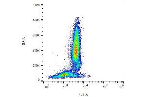 Surface staining of human peripheral blood cells with anti-CD95 (LT95) FITC.