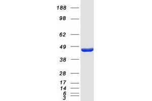 Validation with Western Blot