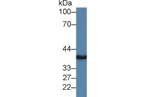 Detection of MPI in Porcine Cerebrum lysate using Polyclonal Antibody to Mannose Phosphate Isomerase (MPI)