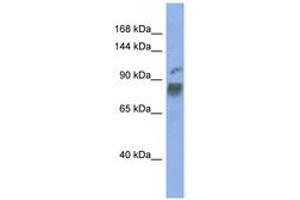 Image no. 1 for anti-Heterogeneous Nuclear Ribonucleoprotein U-Like 1 (HNRNPUL1) (AA 467-516) antibody (ABIN6743001) (HNRNPUL1 anticorps  (AA 467-516))