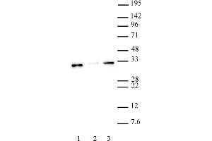 Histone H1. (Histone H1 anticorps  (N-Term))