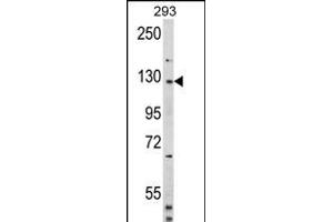 Western blot analysis of DM2 (Human N-term) (ABIN391860 and ABIN2841691) in 293 cell line lysates (35 μg/lane).